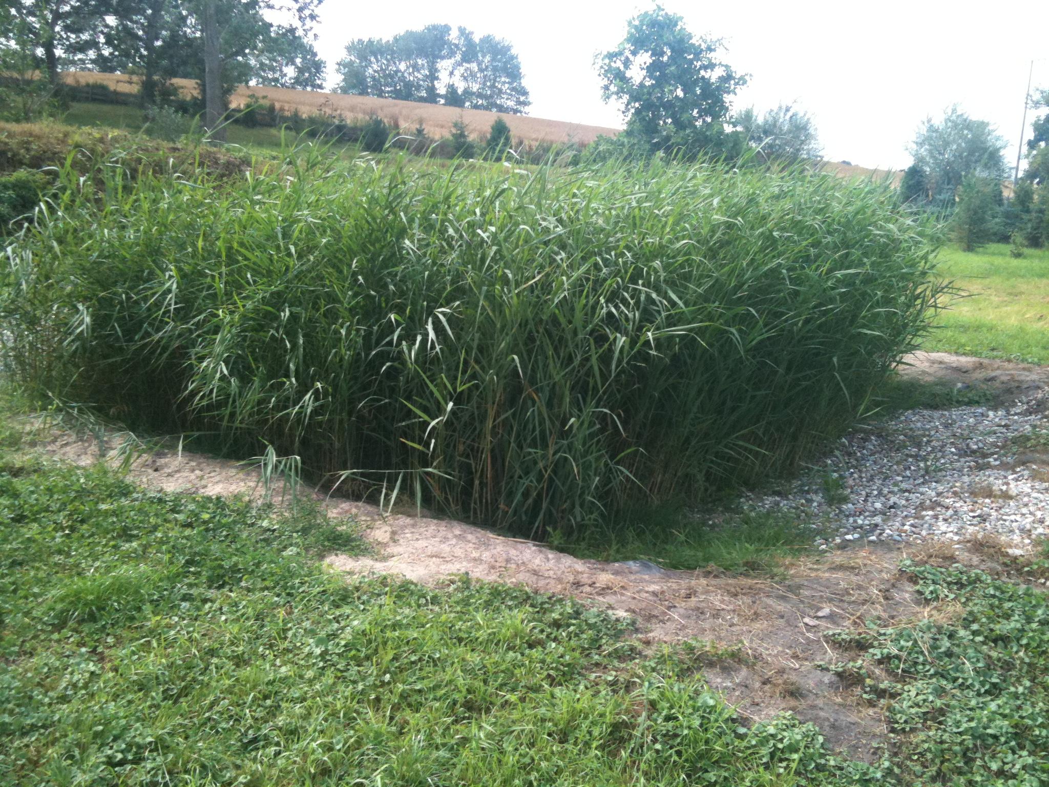 Pflanzenkläranlagen