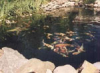 Wasserreinigung in einem Koi-Teich