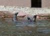 Wasserreinigung in einem Zoo