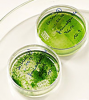 Algenöl Biodieselgewinnung aus Algen mi