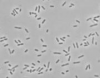 VIT-Enterobacter sakazakii Cronobacter
