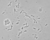 VIT-Alicyclobacillus