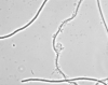 VIT-Nostocoida limicola II